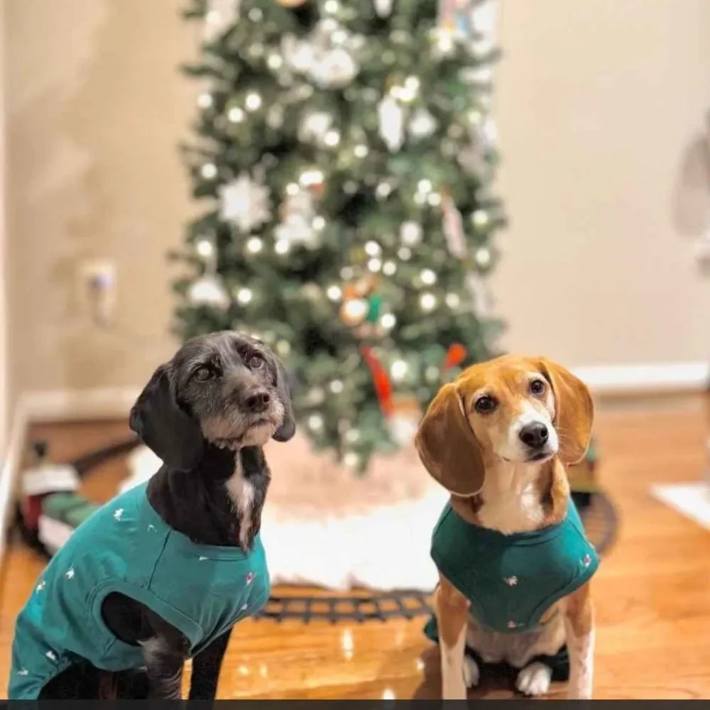 Polar Bear Print Jersey Holiday Family Dog Pajamas -‎ Wondershop™ Green M